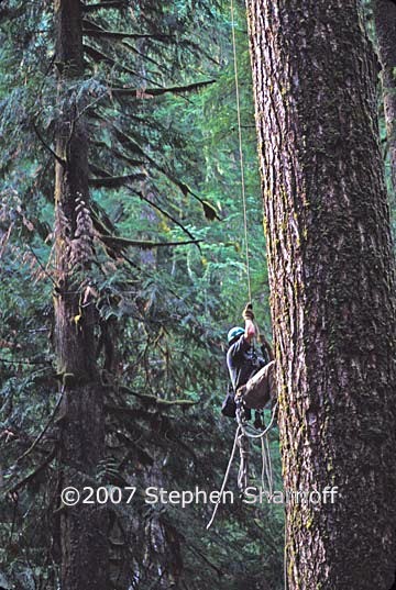canopy climber 2 graphic