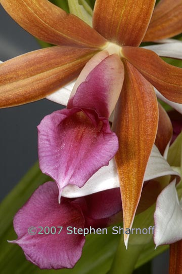 orchid 4 graphic