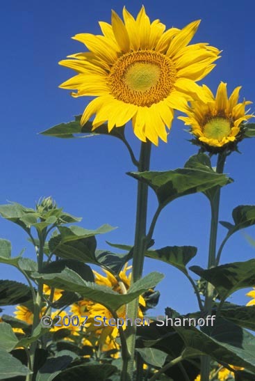 sunflowers provence graphic