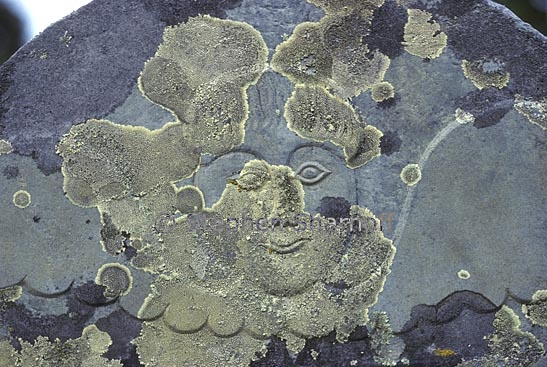 angel face lichens graphic