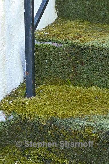 astroturf with moss graphic