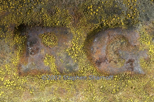 lichens on rusty metal graphic