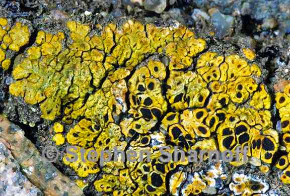acarospora schleicheri poss 1163.27 graphic