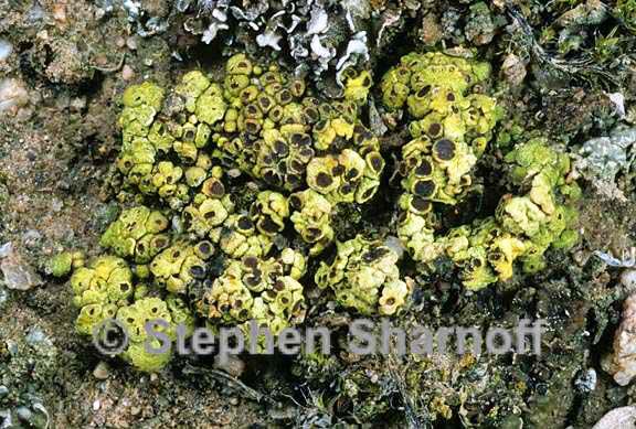 acarospora schleicheri 5a graphic