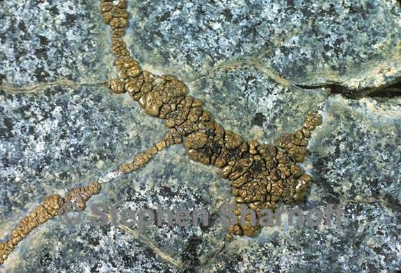 acarospora thamnia graphic