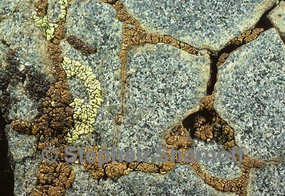 Acarospora thamnina image