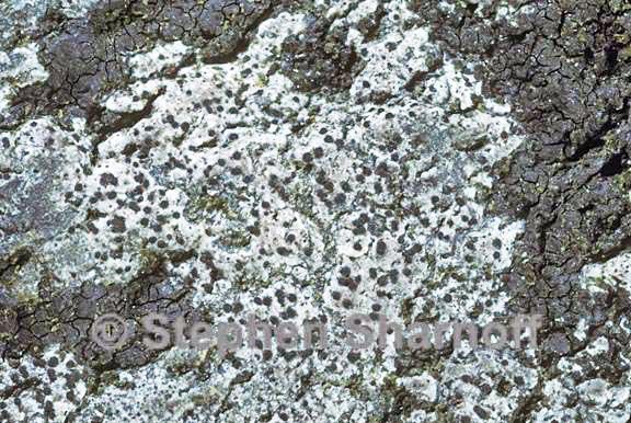 Arthonia phaeobaea image