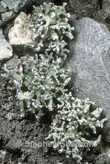 aspicilia hispida 1 graphic