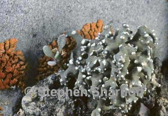 aspicilia hispida 2 graphic