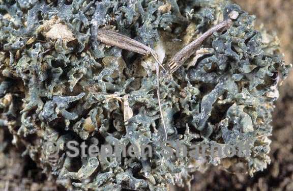 aspicilia hispida 3 graphic