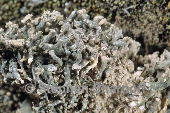 aspicilia hispida 4 graphic