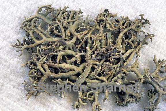 aspicilia hispida 5 graphic
