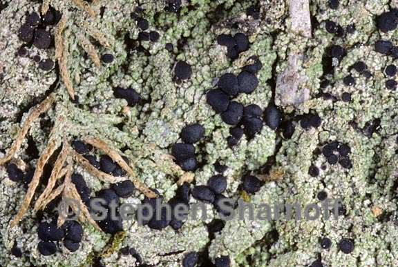 lichen 270 graphic