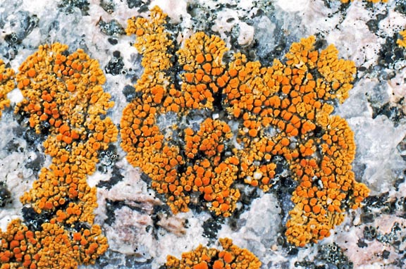 caloplaca 22 graphic