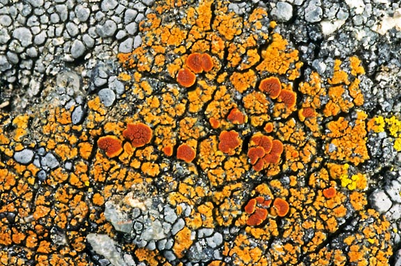 caloplaca 24a graphic