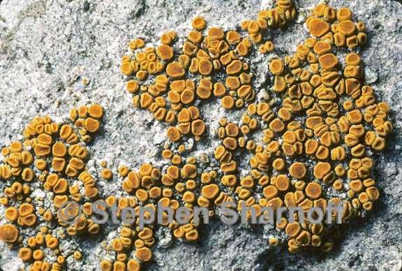 caloplaca 26 graphic