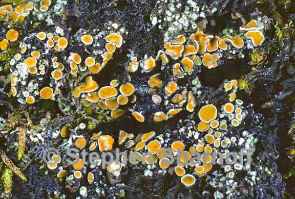 caloplaca cerina chloroleuca graphic