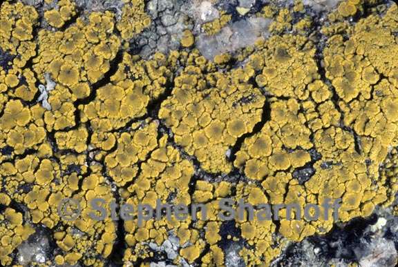 candelariella 2 graphic