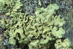 allocetraria thumbnail graphic
