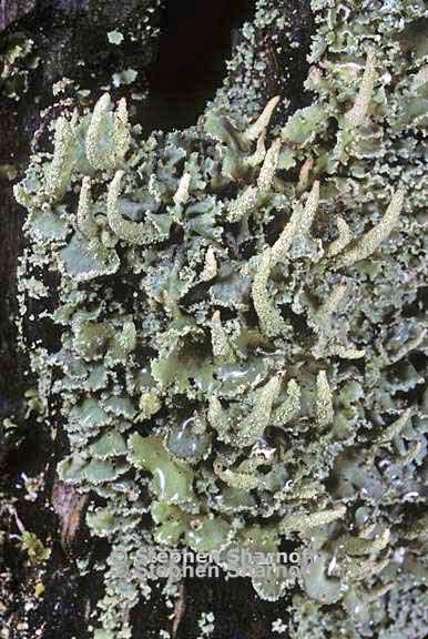 cladonia 20 graphic