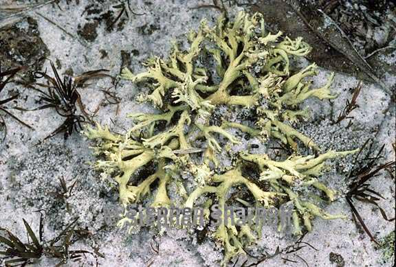 cladonia leporina 5 graphic