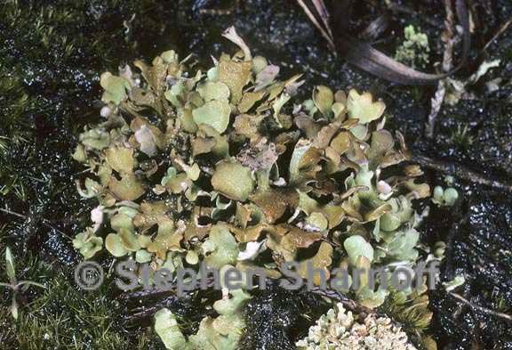 cladonia mateocyatha 2 graphic