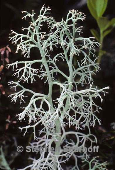 cladonia portentosa graphic