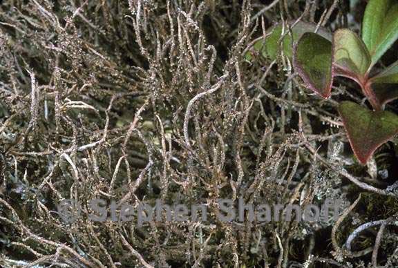 Cladonia singularis image