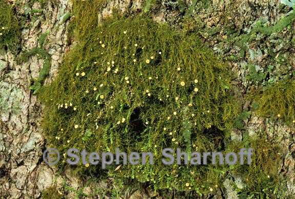 coenogonium 2 graphic