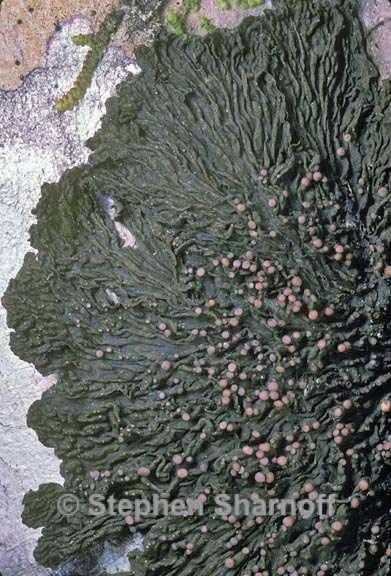 collema pulcellum 1 graphic