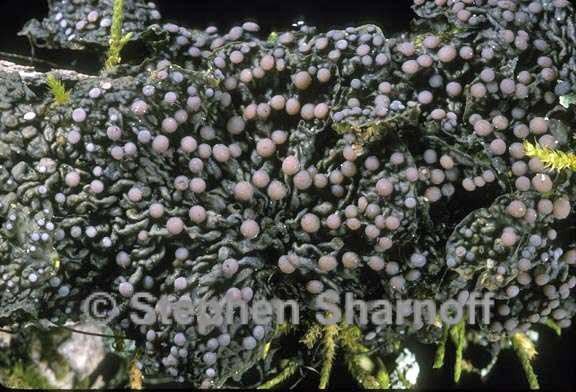 Collema pulcellum image