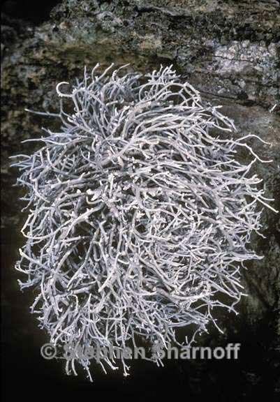 dendrographa alectoroides parma graphic