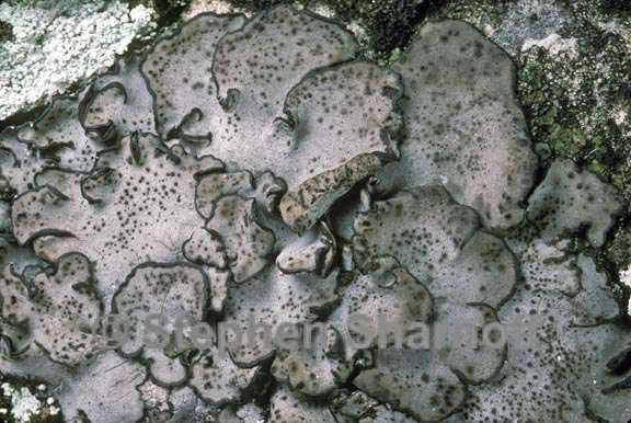 dermatocarpon miniatum 3 graphic