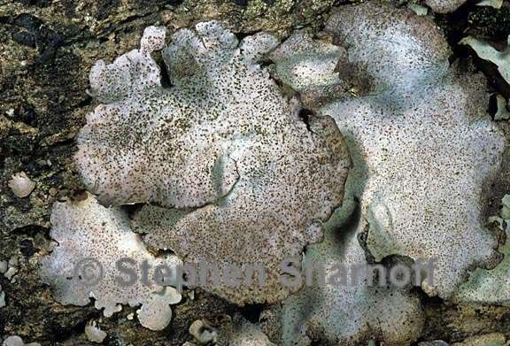 dermatocarpon miniatum 6 graphic