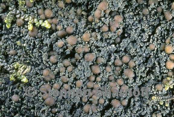 uscopannaria praetermissa 4 graphic