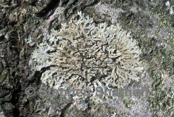Hyperphyscia adglutinata image