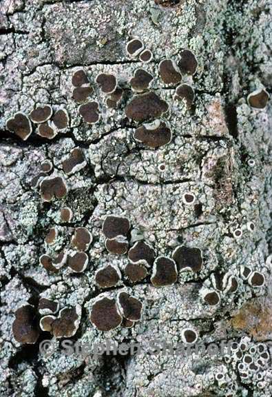 lecanora 1 graphic
