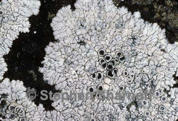 lecanora 2 graphic