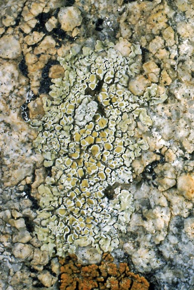 lecanora 12 graphic