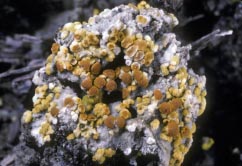 fulgensia thumbnail graphic