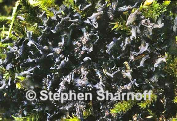 leptogium 1750.24 graphic