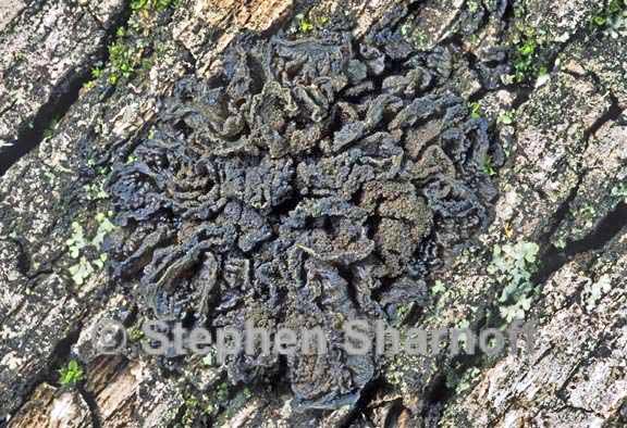 leptogium millegranum 1 graphic