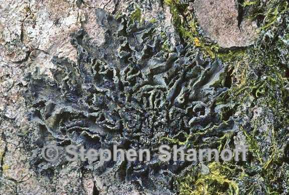 leptogium millegranum 2 graphic