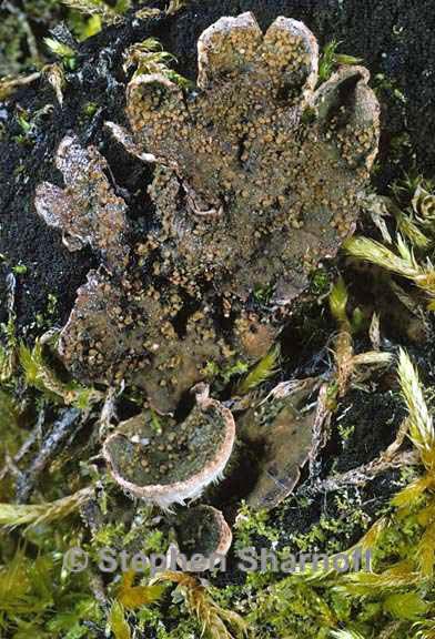 peltigera lepidophora 3 graphic