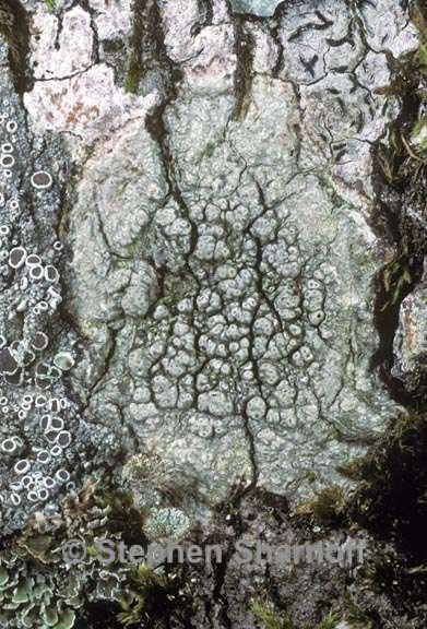Pertusaria macounii image