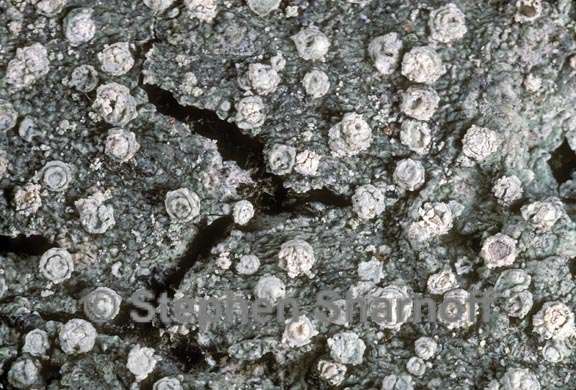 Pertusaria subambigens image