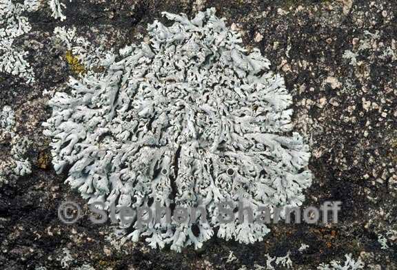 Physcia albinea image