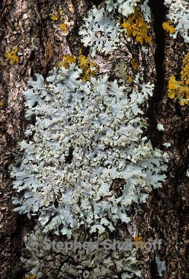 physcia 14 graphic