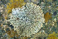 phaeophyscia thumbnail graphic