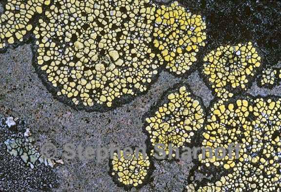rhizocarpon geographicum group 11 graphic